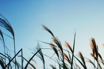 Close-up of grass against sky