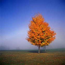 Trees on field during autumn