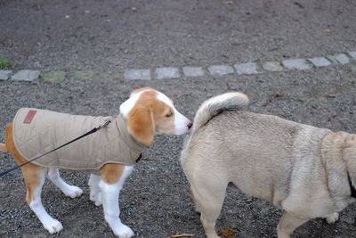 Dog standing outdoors