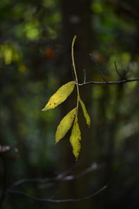 Close-up of leaves on plant