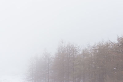 Trees on snow covered land against sky