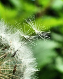 Close-up of dandelion growing outdoors