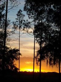 Silhouette trees against dramatic sky during sunset