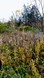 Close-up of plants growing in forest