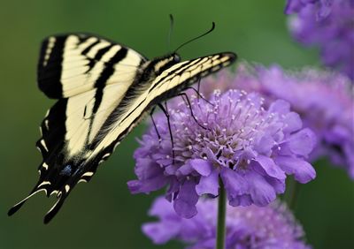 Close-up of butterfly pollinating on flower