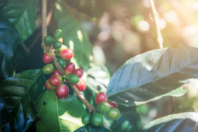 Close-up of berries growing on plant