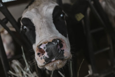 Close-up portrait of cow