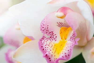 Close-up of pink rose flower