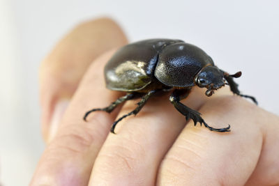 Close-up of insect on hand