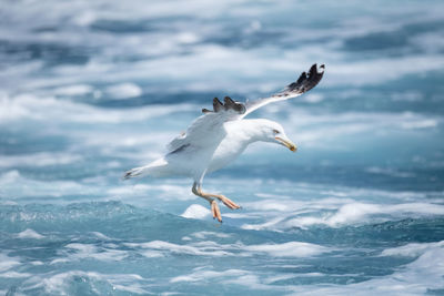 Seagulls flying over sea