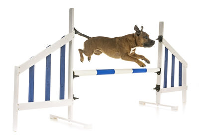 Dog jumping over hurdle against white background