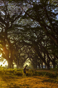 Trees on field in forest