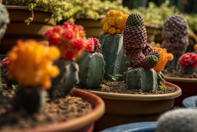 Close-up of succulent plant in pot