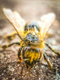 Close-up of spider