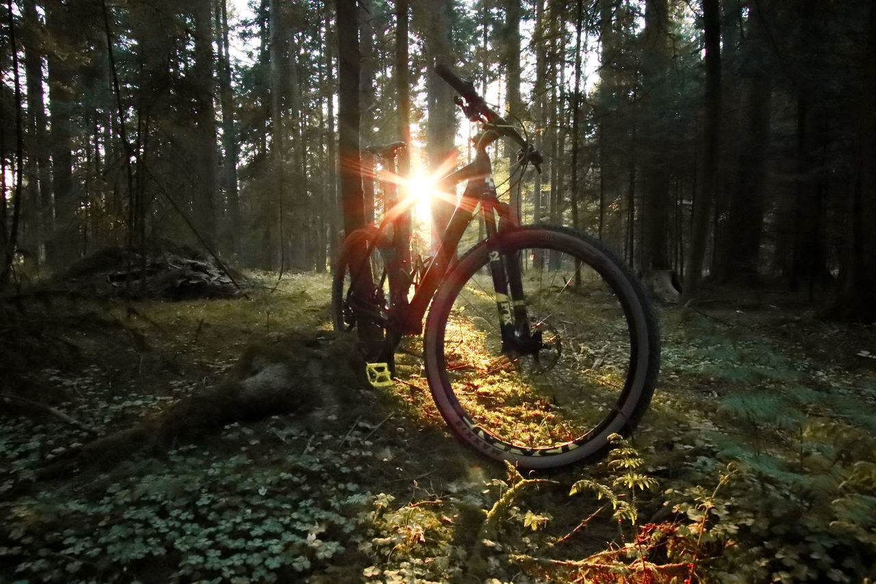 tree, forest, nature, sunlight, plant, land, lens flare, sunbeam, bicycle, transportation, mountain biking, vehicle, woodland, mountain bike, back lit, sun, cycle sport, tree trunk, trunk, mode of transportation, non-urban scene, light, tranquility, trail, darkness, outdoors, day, land vehicle, sports equipment, downhill mountain biking, leisure activity, autumn, growth, beauty in nature, sky, one person