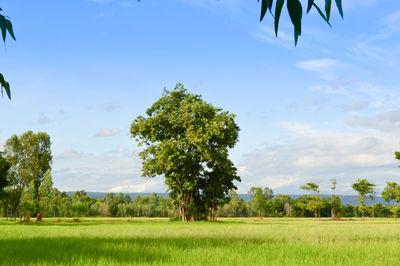 Trees on field against sky