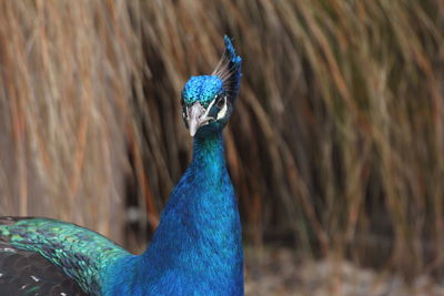 Close-up of peacock