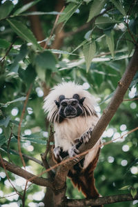 Portrait of mammal on tree in forest