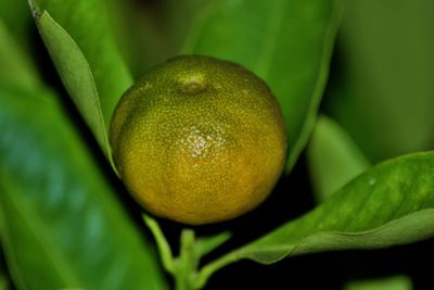 Close-up of fruit