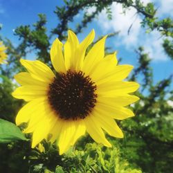 Close-up of sunflower