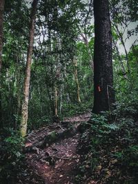 Trees in forest