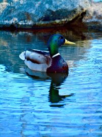 Duck swimming in a lake