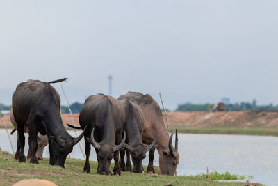 Horses grazing in a field