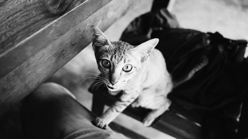 Close-up portrait on kitten standing on table