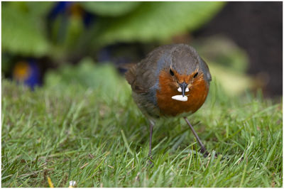 Close-up of a bird on field