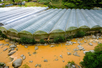 High angle view of trees growing in greenhouse