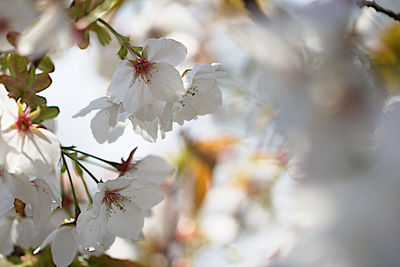 Close-up of flowers on branch