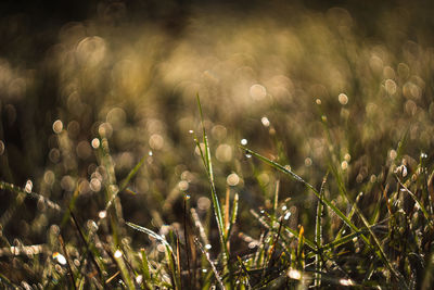 nature