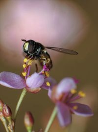 insect