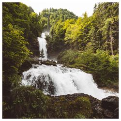 Scenic view of waterfall in forest