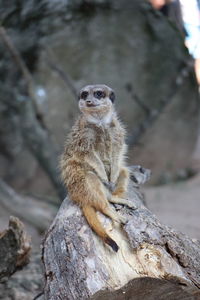 Squirrel sitting on rock