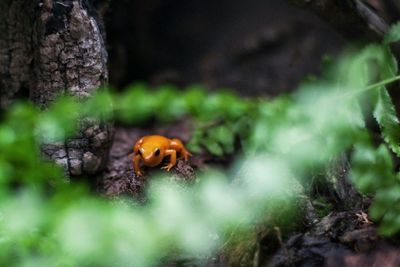 Close-up of insect
