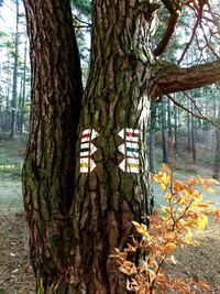 Trees growing by plants against sky
