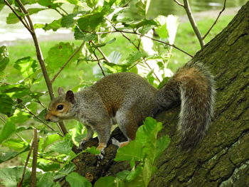 Squirrel on tree branch