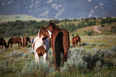 View of a horse on field