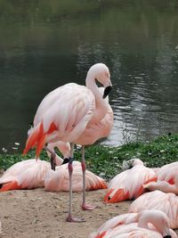 View of birds in lake