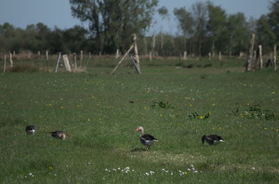 Flock of birds on grassy field