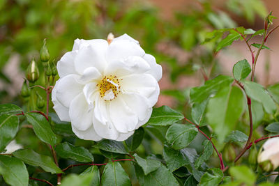 Close-up of white flowering plant