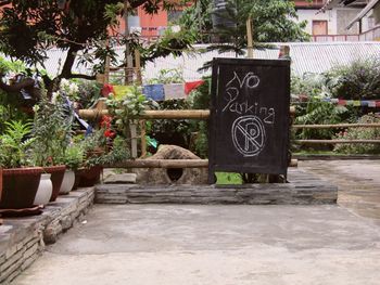 View of a cat with potted plants in front of building