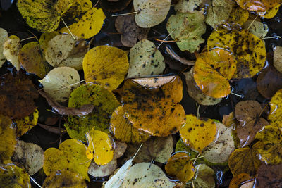 Close-up of yellow leaves on water