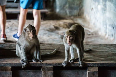 Monkeys sitting on wooden seat