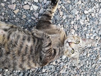 High angle view of cat lying on pebbles