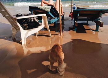 Low section of man with dog sitting on chair