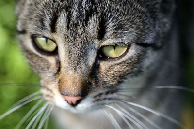 Close-up portrait of a cat