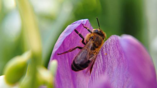 Close-up of bee on purple flower