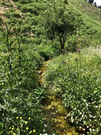 High angle view of trees in forest